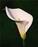 Cala Lilly